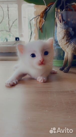 Белый котенок с голубыми глазами