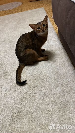 Вязка с абиссинским котом