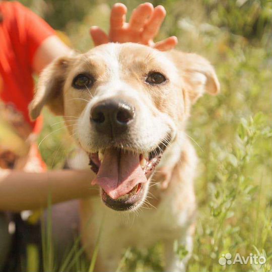 Кнопка в добрые руки