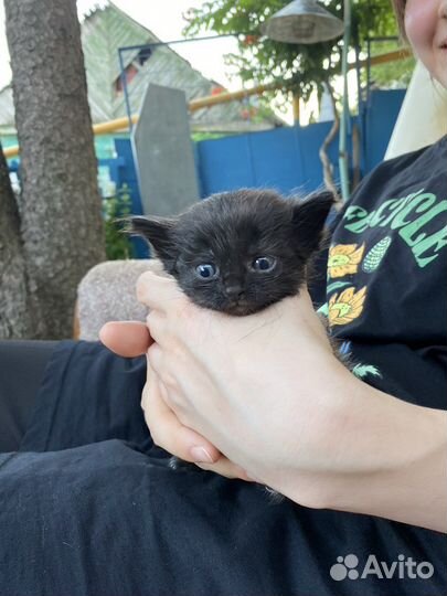 Потешные котята