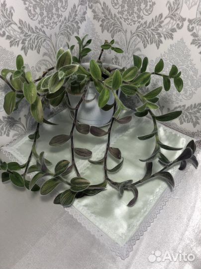 Традесканции: Дисколор, Желтая гора и др