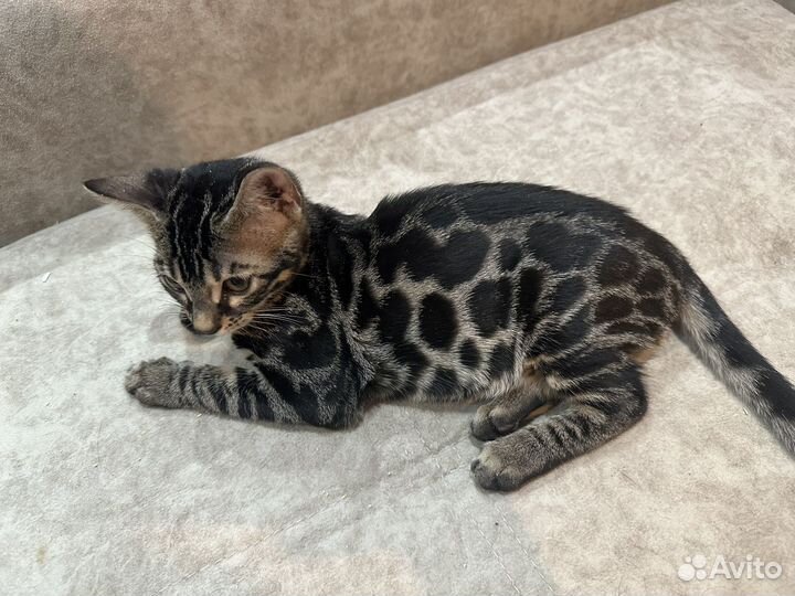 Кошечка бенгальская