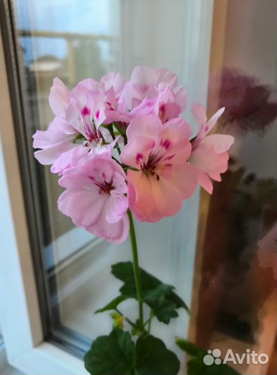 Пеларгонии (герани ) сортовые