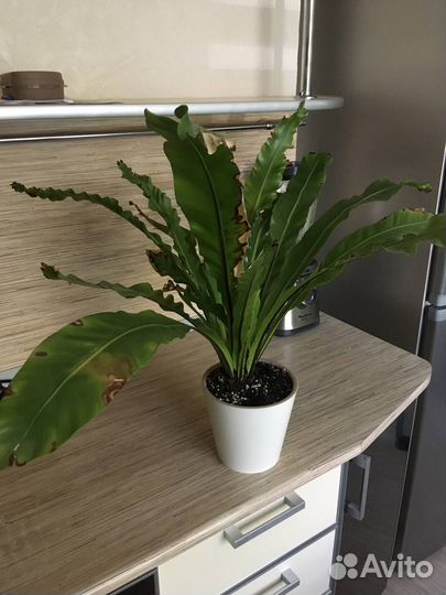 Папоротник