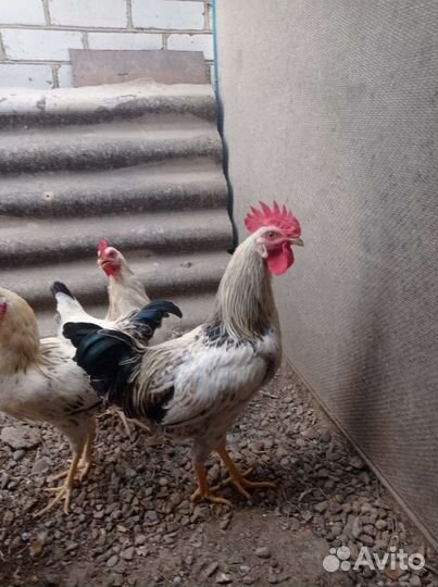 Петухи