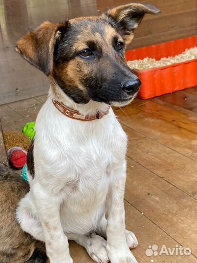 Щенок мальчик помесь курцхаара