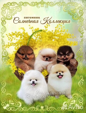 Шпиц щенки мини и стандарт Питомник РКФ