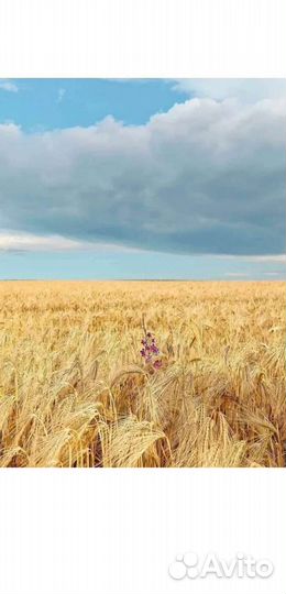 Зерно пшеница