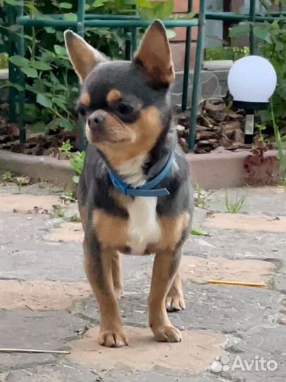 Чихуахуа кобель жених. Вязка