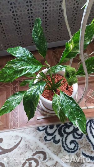 Комнатные цветы