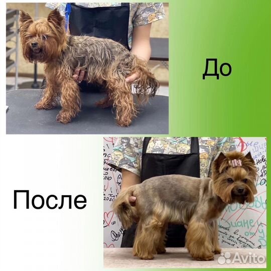 Груминг собак и кошек