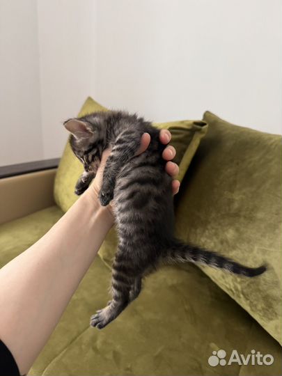 Котята бесплатно