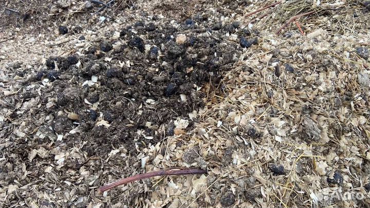 Конский навоз (перегной)