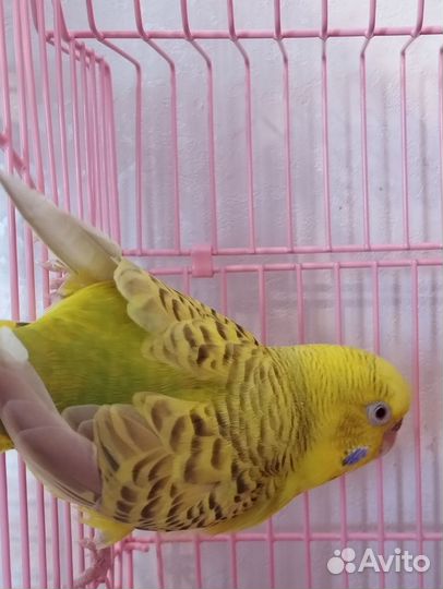 Самочка волнистого попугая