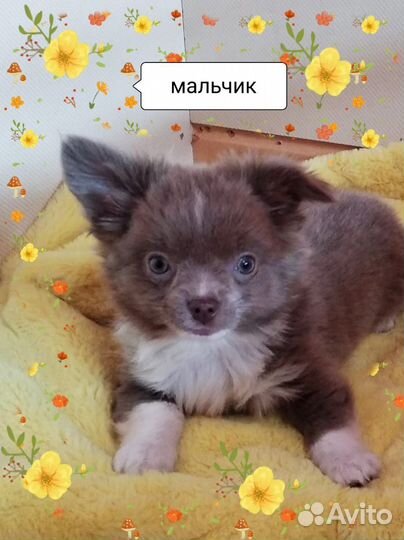 Чихуахуа