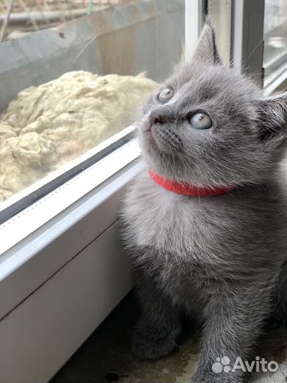 Котята в добрые руки девочка и мальчик