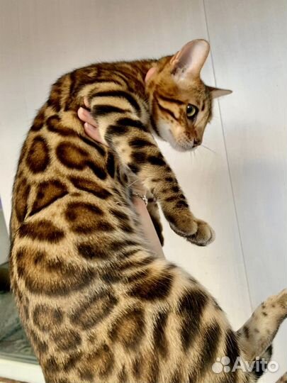 Яркая Бенгальская девочка 2 года