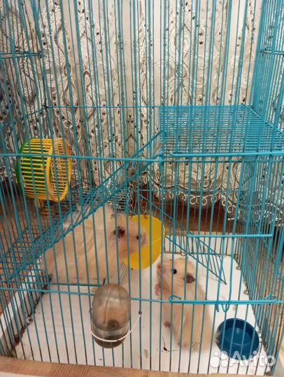 Сирийский хомяк с клеткой