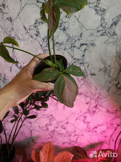 Сингониум срез