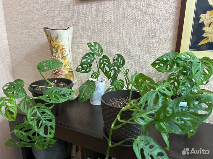 Монстера манки маск