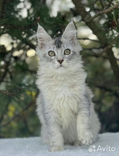 Кошечка ns25, шадет линии