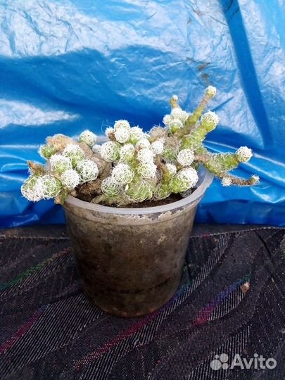 Комнатные цветы