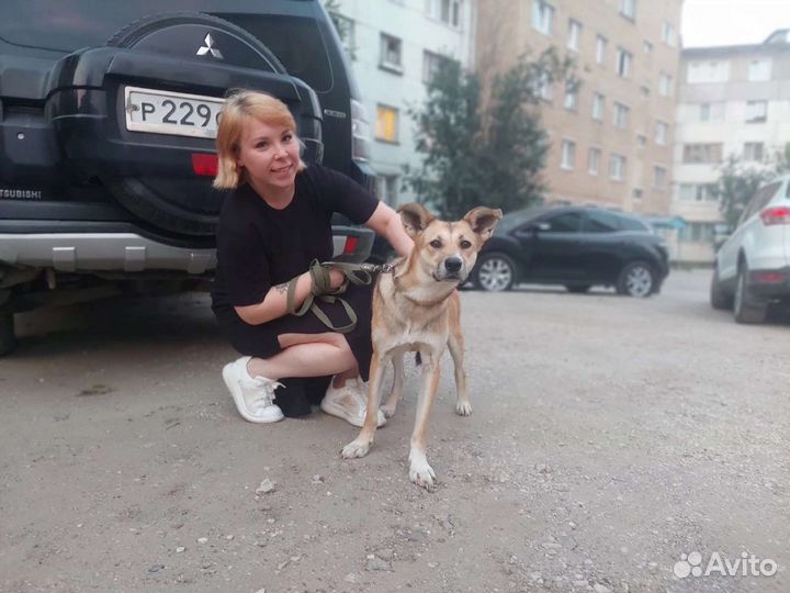Собаки бесплатно в добрые руки