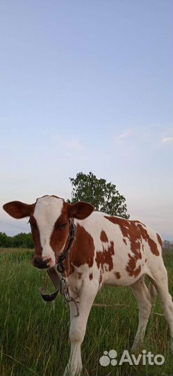 Продам телочек