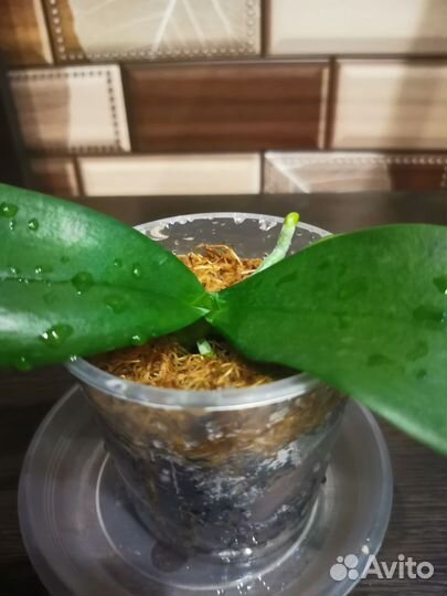 Орхидея L1802 Aquarius