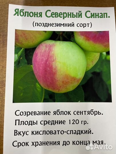 Саженцы плодовых деревьев