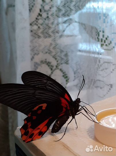 Бабочки из мини-фермы