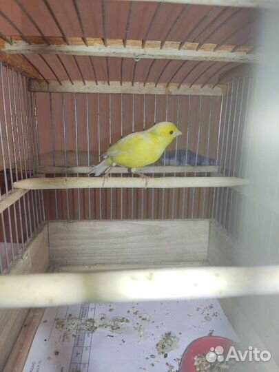 Кенар поющий