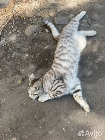 Отдам кота в добрые руки