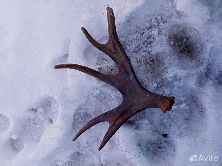 Рога разные