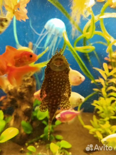 Рыбки аквариумные