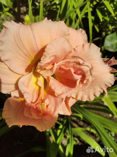 Лилейник,ирисы