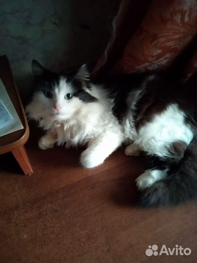 Котик Тиша в добрые руки