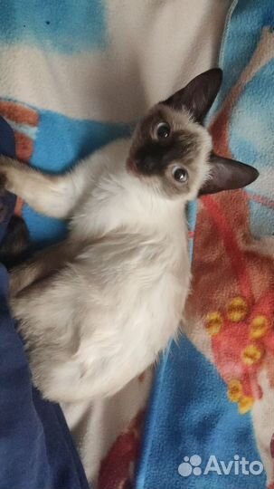 Потерялась кошечка