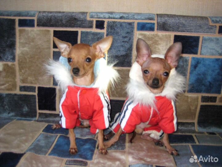 Костюмы на очень маленькую собачку