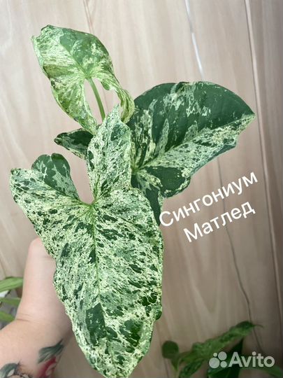 Сингониумы сортовые