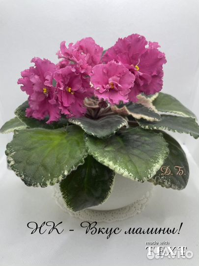 Фиалка (свеже срезанные черенки.)