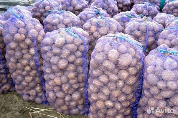 Продам картофель