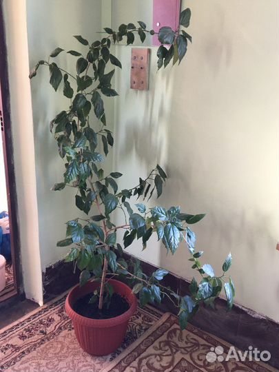 Гибискус растение