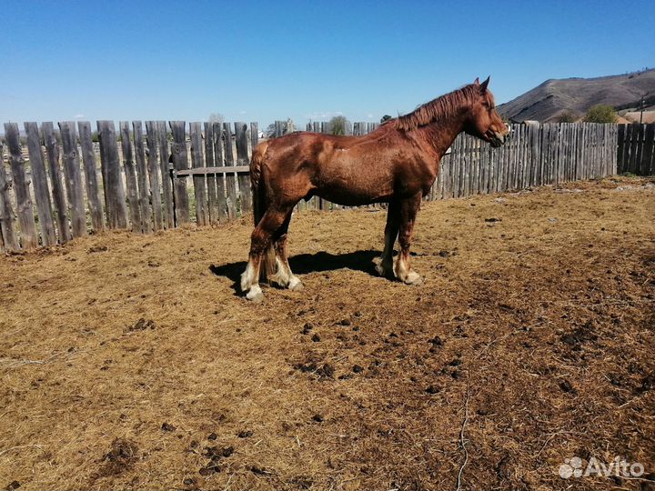 Продам жеребца