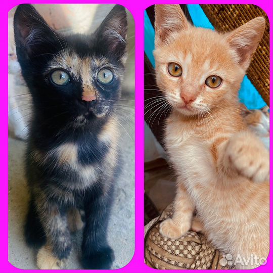 Котята в добрые руки бесплатно