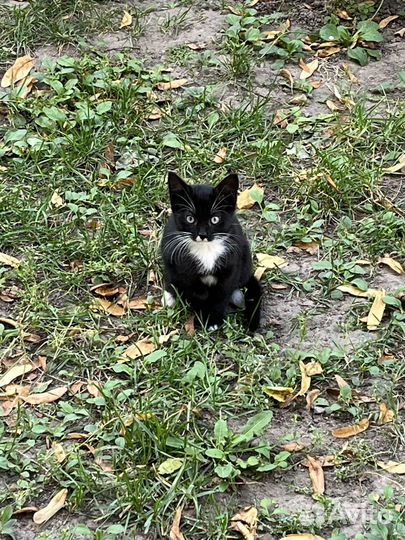 Верная подруга нуждается в любви и заботе