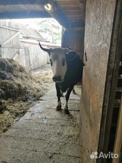 Кабан,коровы, бык