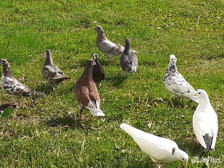 Бакинские голуби