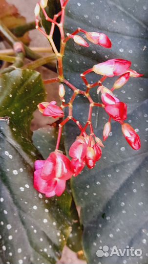 Бегония коралловая