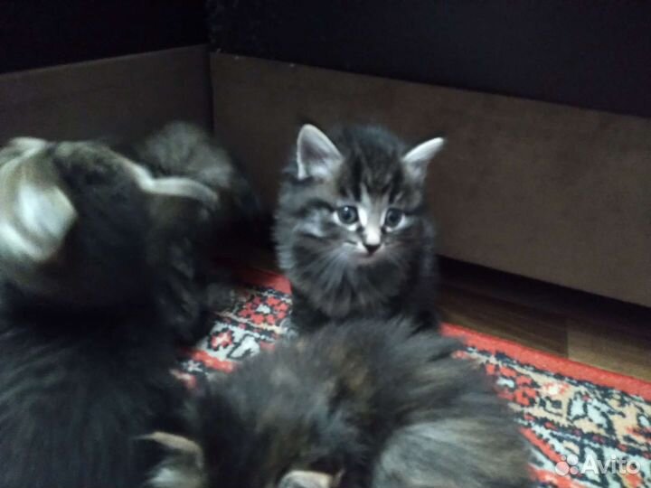 Сибирская кошка бесплатно